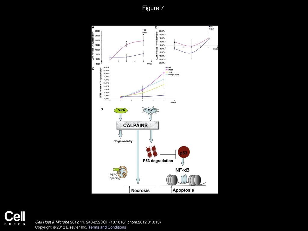 Figure 7 Calpains Drive Epithelial Cell Necrosis into Shigella-Infected Cells.