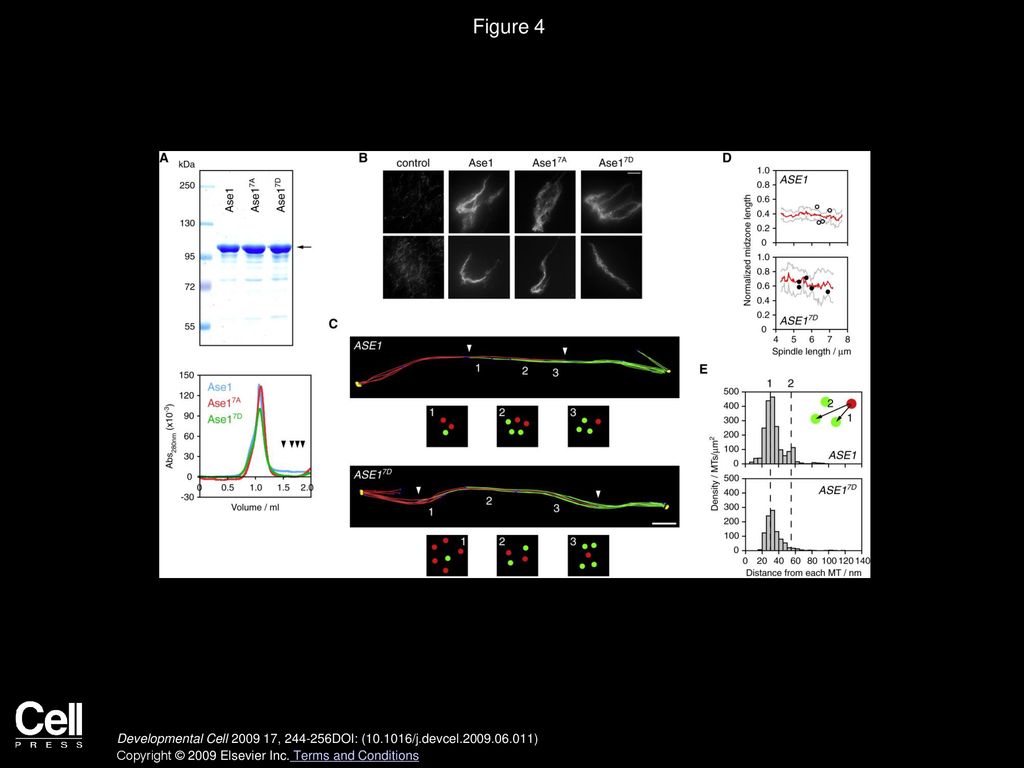 Figure 4 Phosphorylation Does Not Significantly Affect the MT-Bundling Activity of Ase1.