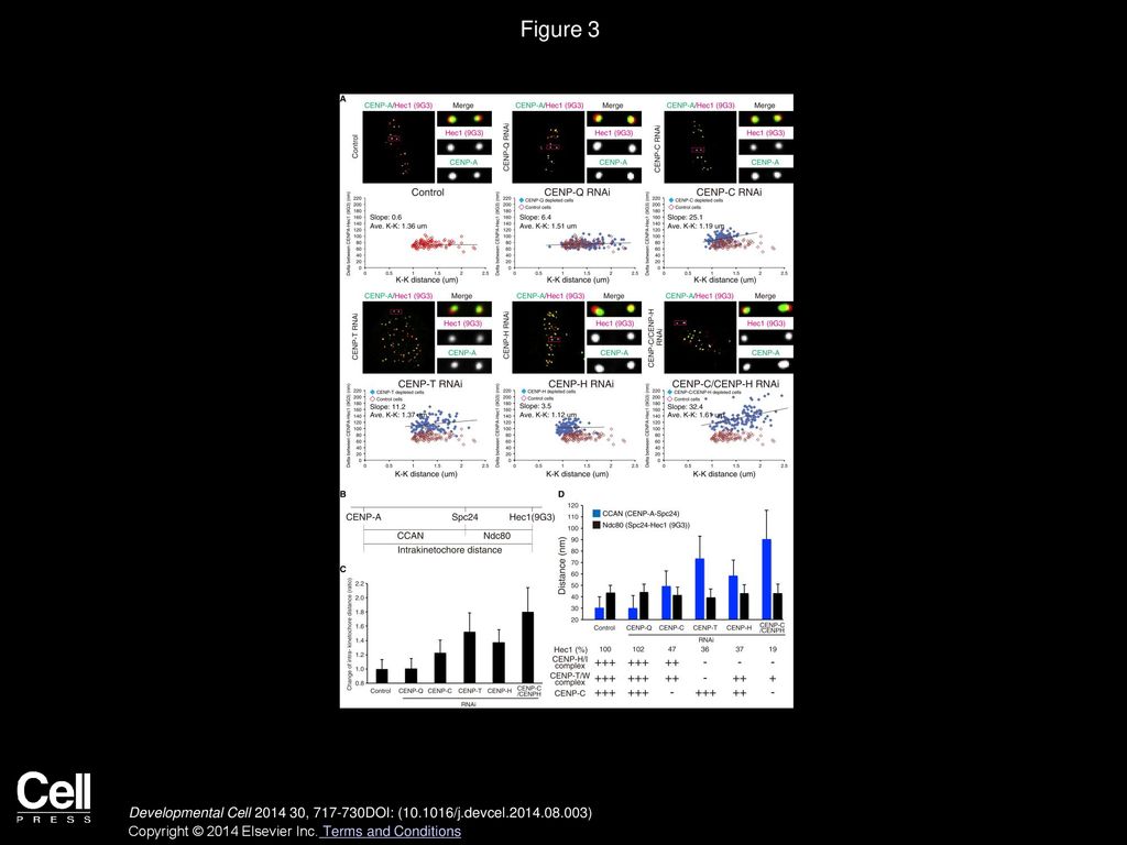 Figure 3 CENP-T, CENP-C, and CENP-H/I Complex Are Needed to Limit Intrakinetochore Stretch of Bi-Oriented Chromosomes in Late Prometaphase.