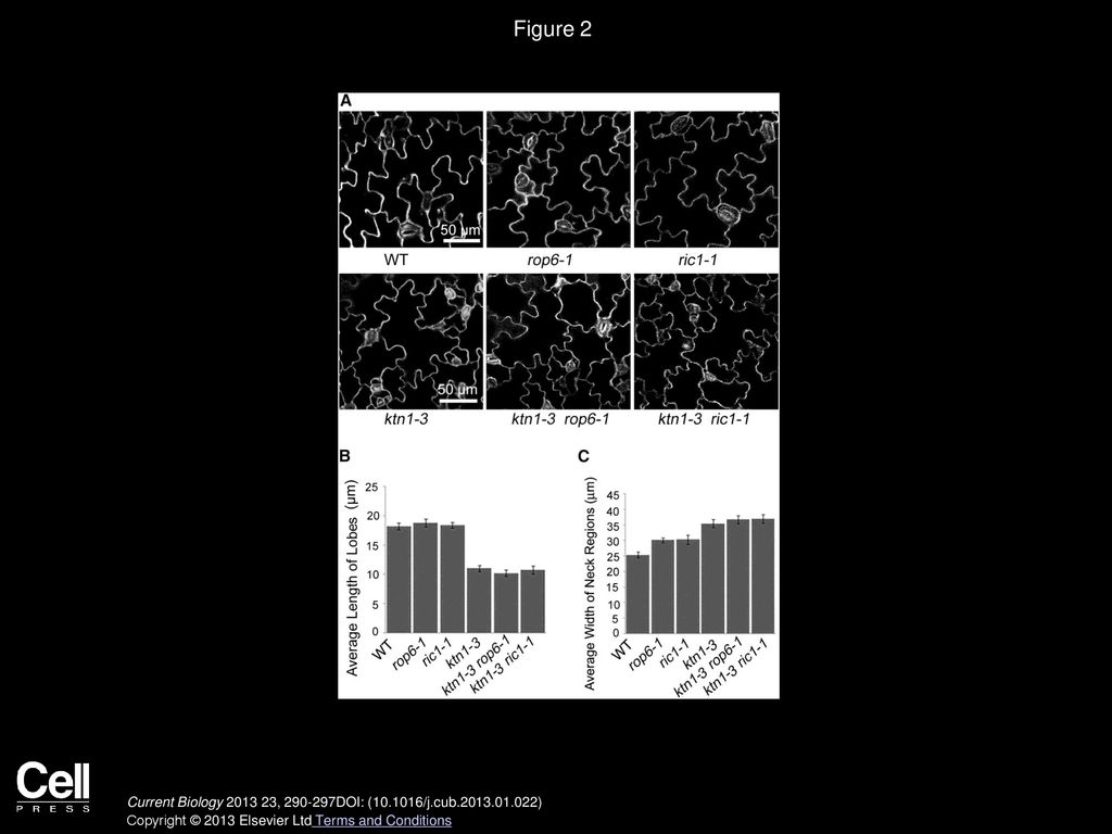 Figure 2 Phenotype Analysis of the ktn1-3 Single Mutant in Comparison to the ktn1-3 rop6-1 or ktn1-3 ric1-1 Double Mutants.