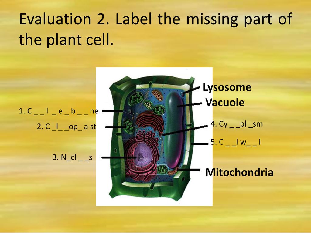 Give 3 Examples Of Eukaryotic Cells And 2 Prokaryotic Cells Ppt Download