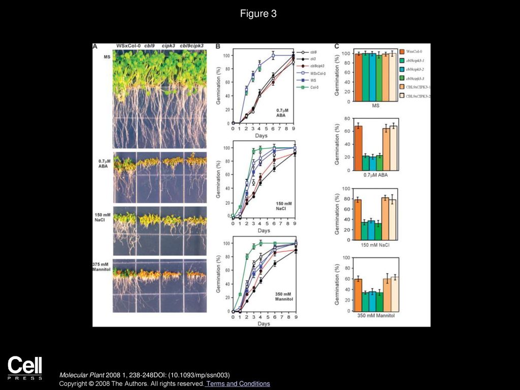 Figure 3 Phenotypic Analysis of cbl9cipk3 Double Mutant.