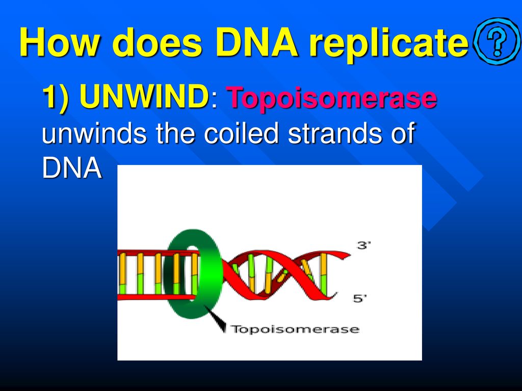 dna is two coiled strands known as a