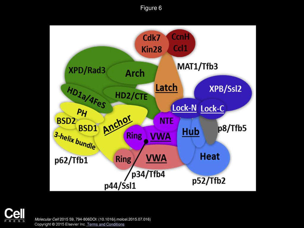 Figure 6 Schematic Model of TFIIH Subunit Organization Highlighting Conserved Topological Features.