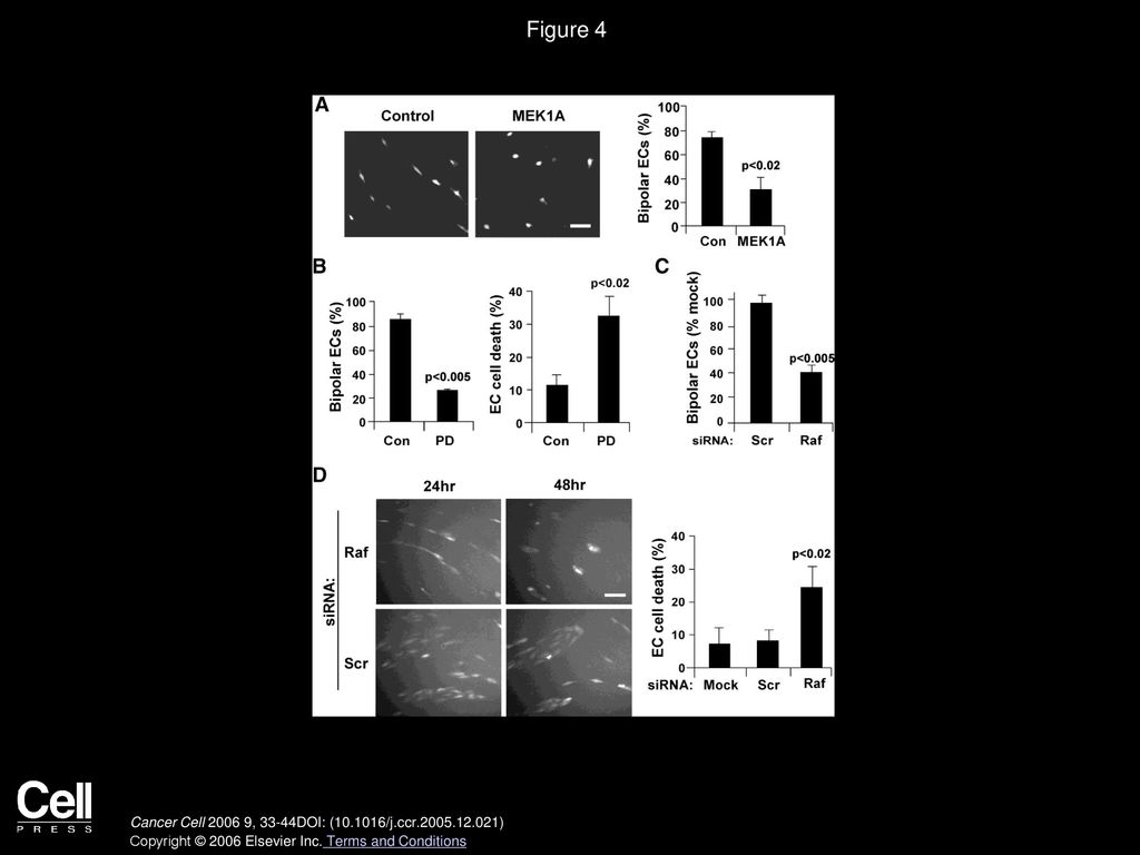 Figure 4 Inhibition of ERK-MAPK signaling in endothelial cells results in loss of bipolarity, detachment, and cell death.