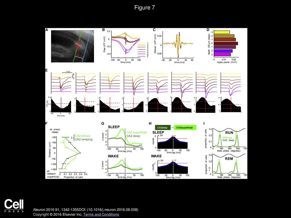 Figure 7 Anatomical Segregation of Phasic and Ramping CA2 Pyramidal Cells.
