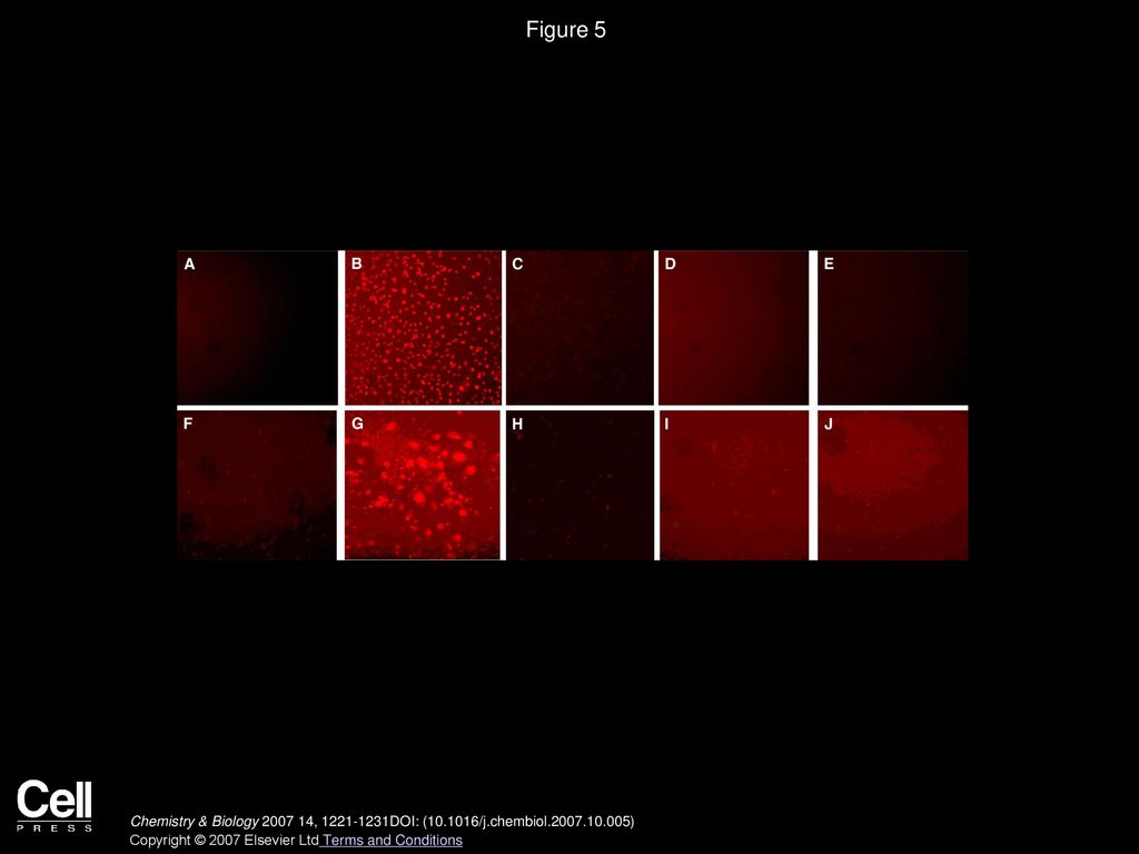 Figure 5 SNAPF Is Activated upon Incubation with MPO+ Macrophages Stimulated with PMA, Detectable by Fluorescence Microscopy.