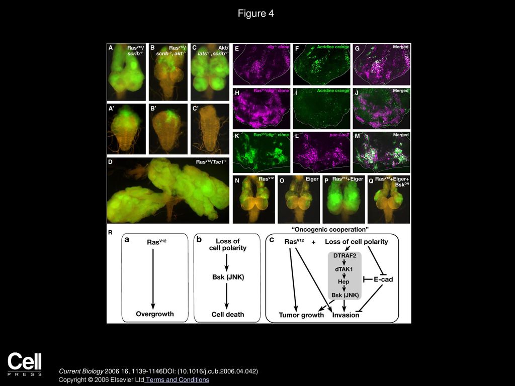 Figure 4 JNK Signaling Switches Its Role from Proapoptotic to Progrowth in the Presence of Oncogenic Ras.