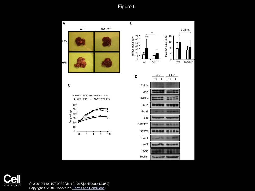 Figure 6 TNFR1 Signaling Is Required for Obesity-Induced Tumor Promotion.