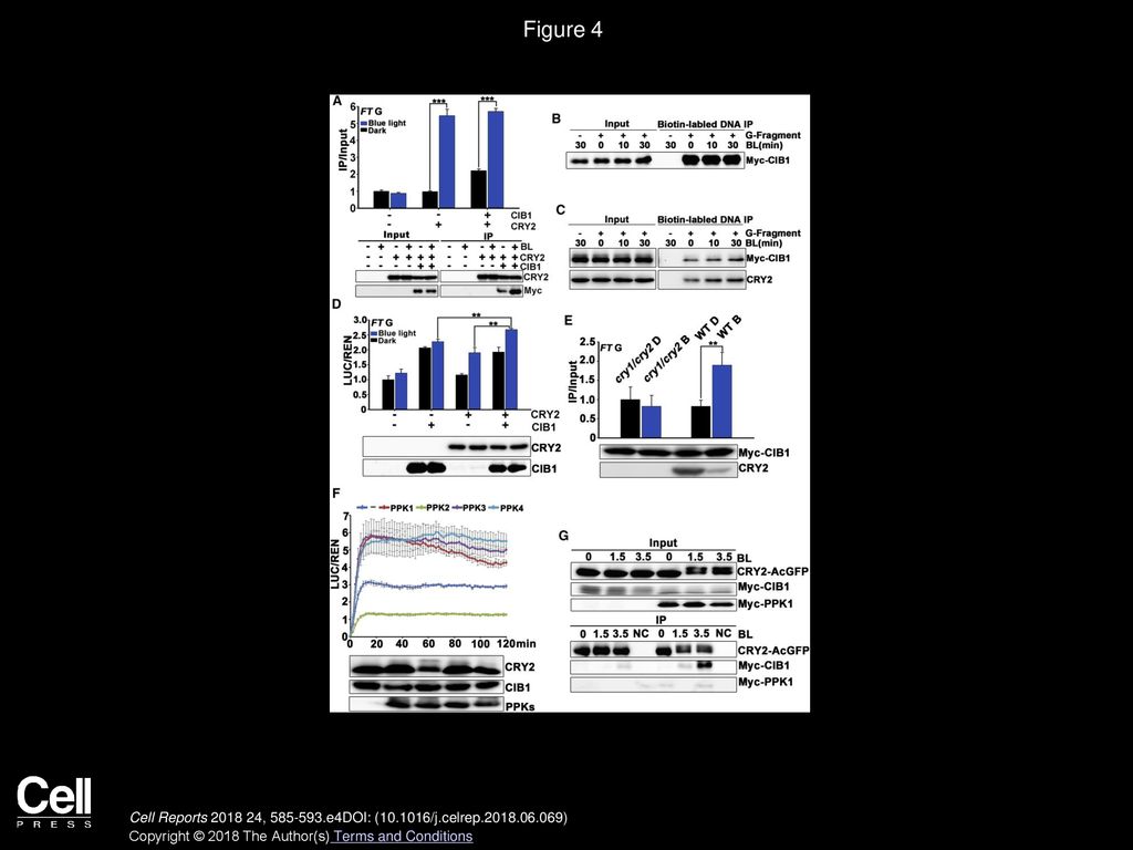 Figure 4 CRY2 Enhanced the DNA Affinity and Transcriptional Activity of CIB1 under Blue Light.