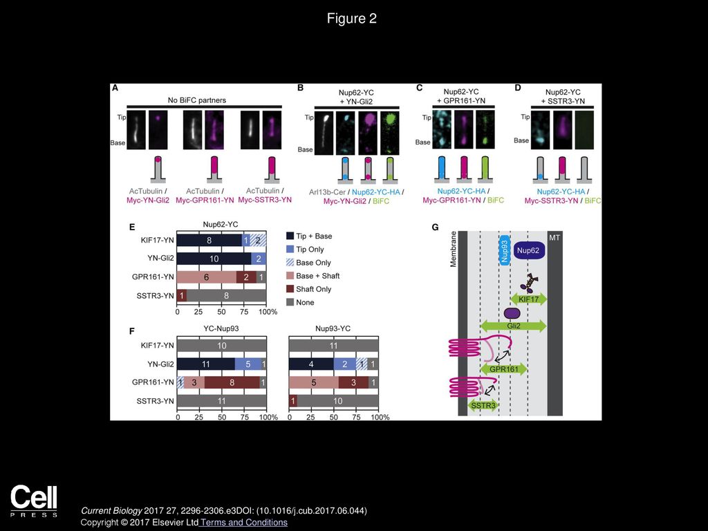 Figure 2 Interactions between NUP Components and Transiting Cilia Proteins.