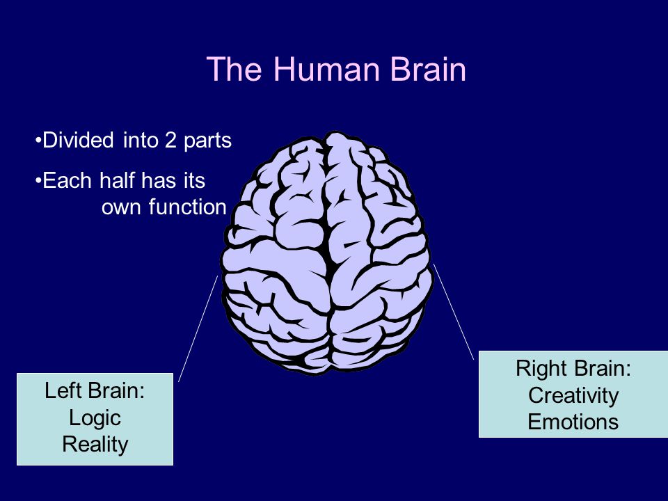 The Human Brain Divided into 2 parts Each half has its own function