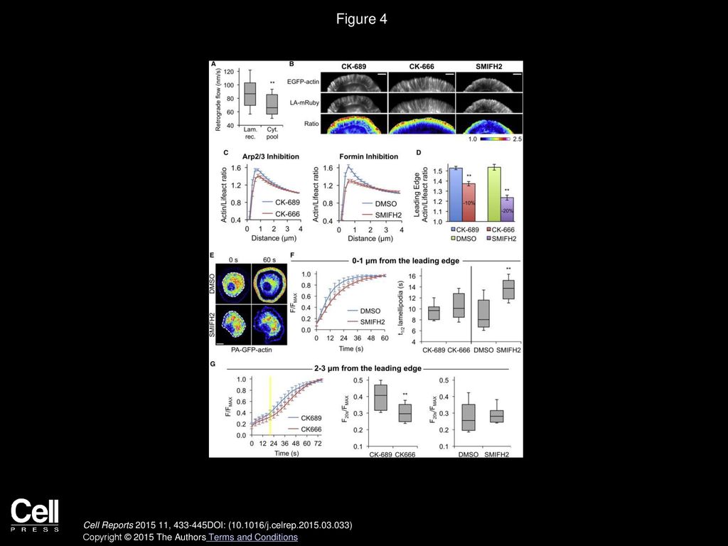 Figure 4 Actin from the Cytosolic Pool Is Primarily Targeted to Formin-Regulated Filaments.
