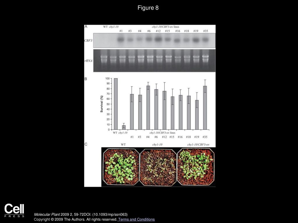 Figure 8 Ectopic Expression of CBF3 Suppresses the Chilling-Sensitivity of chy1-10 Mutant Plants.