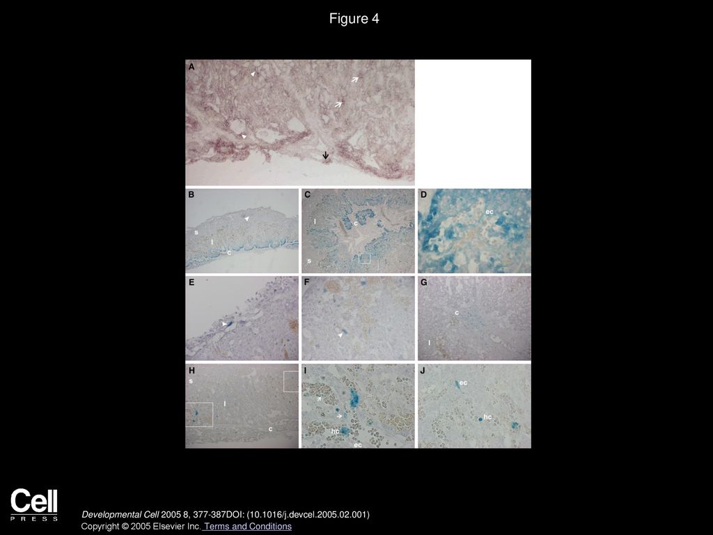 Figure 4 Expression of c-kit in the E12 Placenta and Hematopoietic Transcription Factors in the E11 Placenta.
