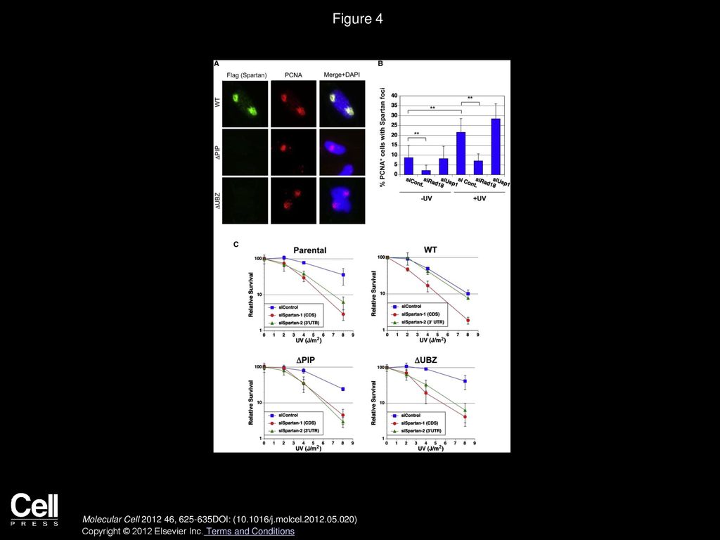Figure 4 The PIP Box and UBZ Domain of Spartan Are Important for Its Function In Vivo.