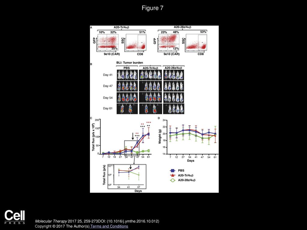 Figure 7 In Vivo Anti-tumor Activity of αvβ6-Re-targeted CAR T Cells against MDA-MB-468 Breast Cancer Xenografts.