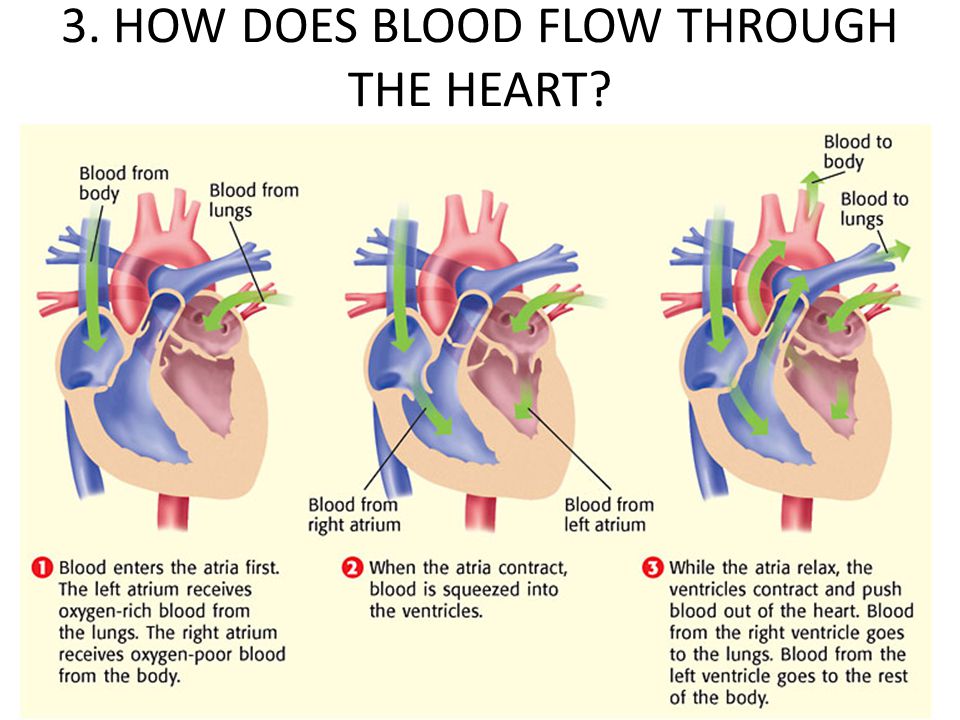 3. HOW DOES BLOOD FLOW THROUGH THE HEART