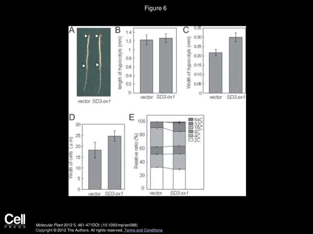 Figure 6 SD3 Overexpressing Plants Exhibit Increased Polyploidy Levels in Dark-Grown Seedlings.