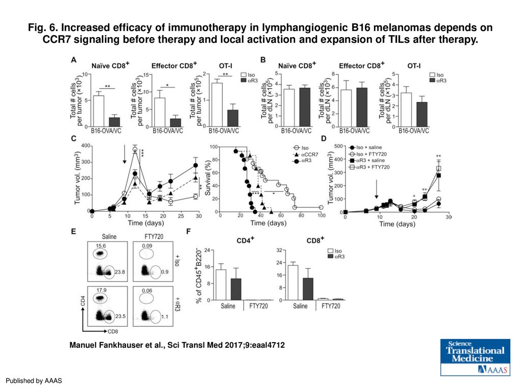 Fig. 6. Increased efficacy of immunotherapy in lymphangiogenic B16 melanomas depends on CCR7 signaling before therapy and local activation and expansion of TILs after therapy.