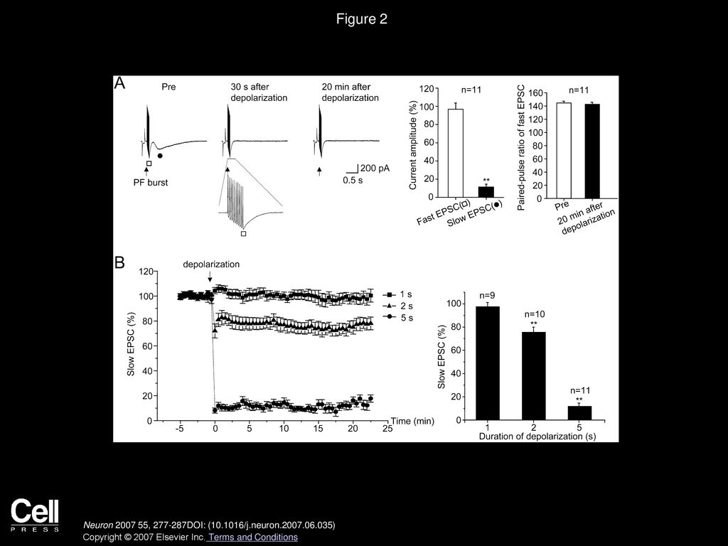 Figure 2 LTD of the mGluR1-Mediated Slow EPSC in Purkinje Cells