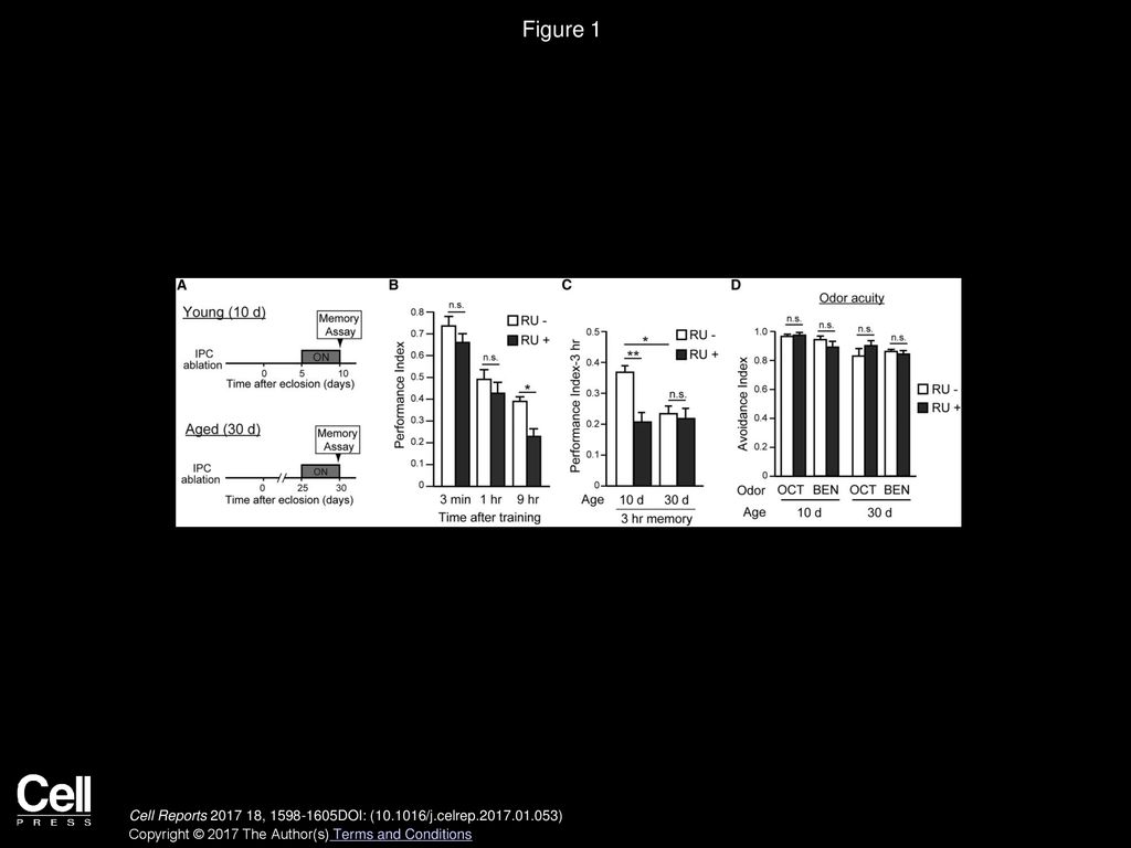 Figure 1 IPCs Are Required for Memory Maintenance, but Not Memory Acquisition.
