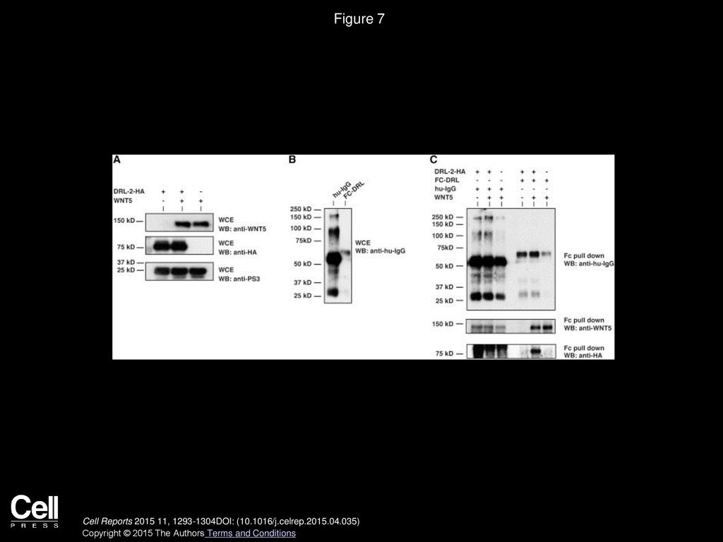 Figure 7 The DRL ECD Forms a WNT5-Dependent Complex with Transmembrane DRL-2. (A) Immunoblots of whole-cell extracts (WCE).