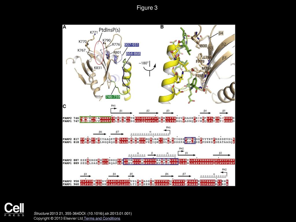 Figure 3 Structure of PH1 and Its Interactions with Helix α6C and the DH-PH1 Linker.