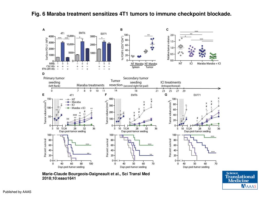 Fig. 6 Maraba treatment sensitizes 4T1 tumors to immune checkpoint blockade.