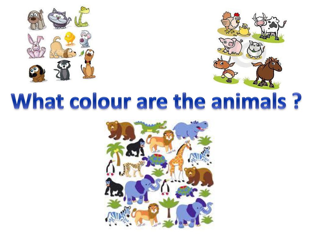 theanimals动漫,动漫ticklethefeet what colour are the animals ?