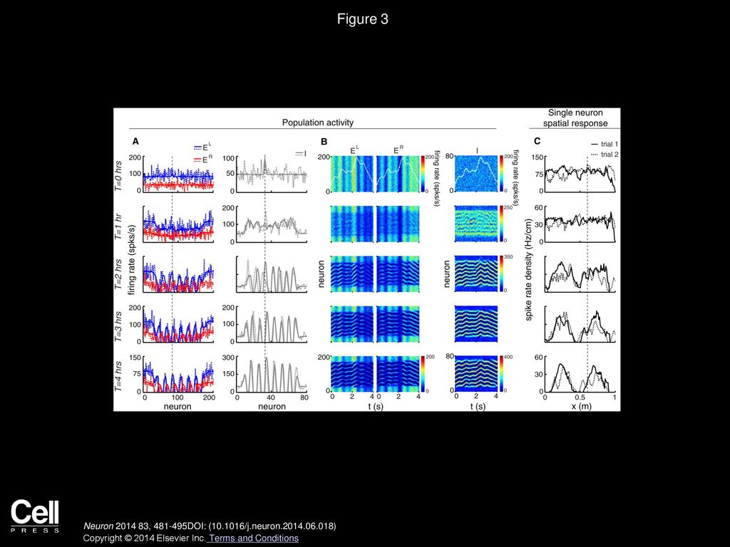 Figure 3 Evolution of Population Activity, Path Integration, and Spatial Tuning.