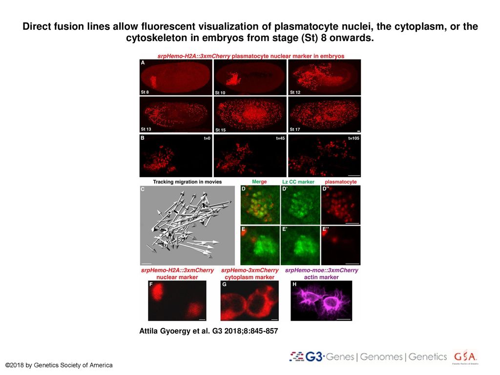 Direct fusion lines allow fluorescent visualization of plasmatocyte nuclei, the cytoplasm, or the cytoskeleton in embryos from stage (St) 8 onwards.