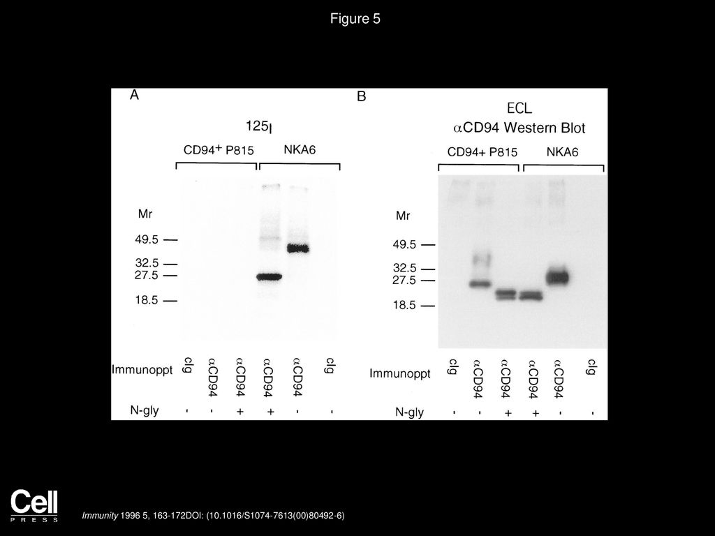 Figure 5 Detection of 125I-Labeled CD94-Associated Proteins