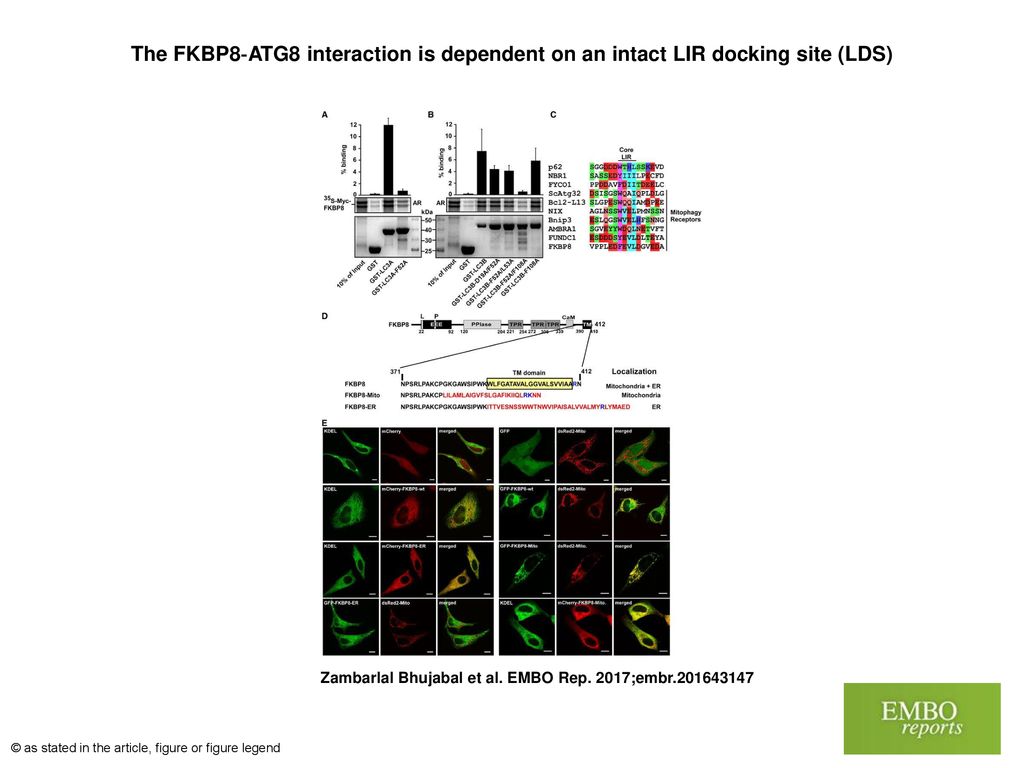 The FKBP8‐ATG8 interaction is dependent on an intact LIR docking site (LDS)‏