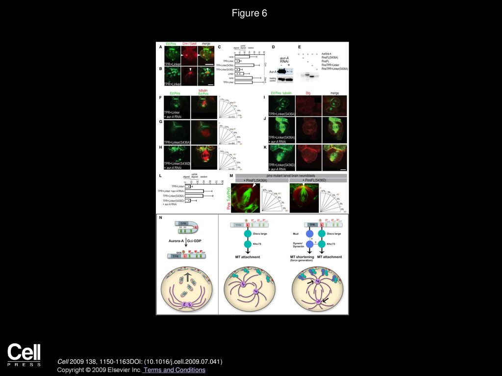 Figure 6 Aurora-A Directly Phosphorylates S436 in the Pins Linker to Recruit the Dlg/Khc-73 Complex and Regulate Spindle Orientation.