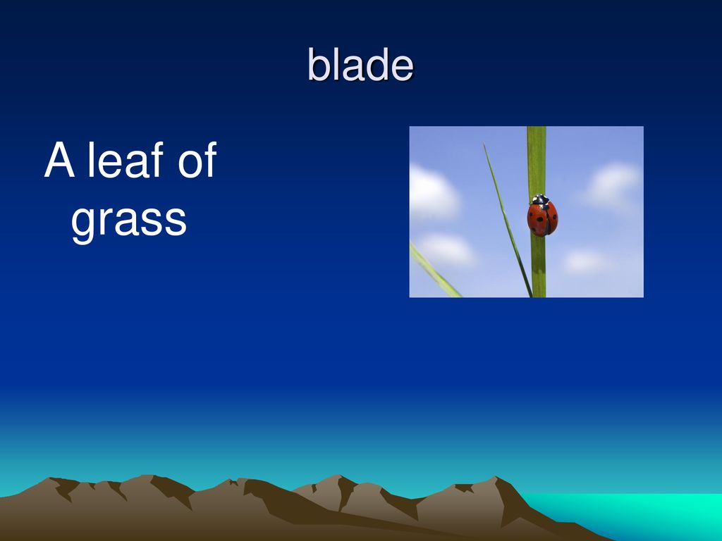 blade A leaf of grass