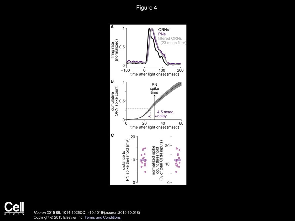 Figure 4 PNs Have a Long Integration Time and a Low Spike Count Threshold.
