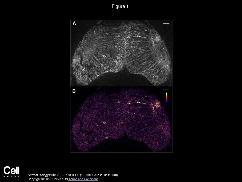 Figure 1 Spontaneous Neuronal Activity in the Optic Tectum in a Zebrafish Larva.