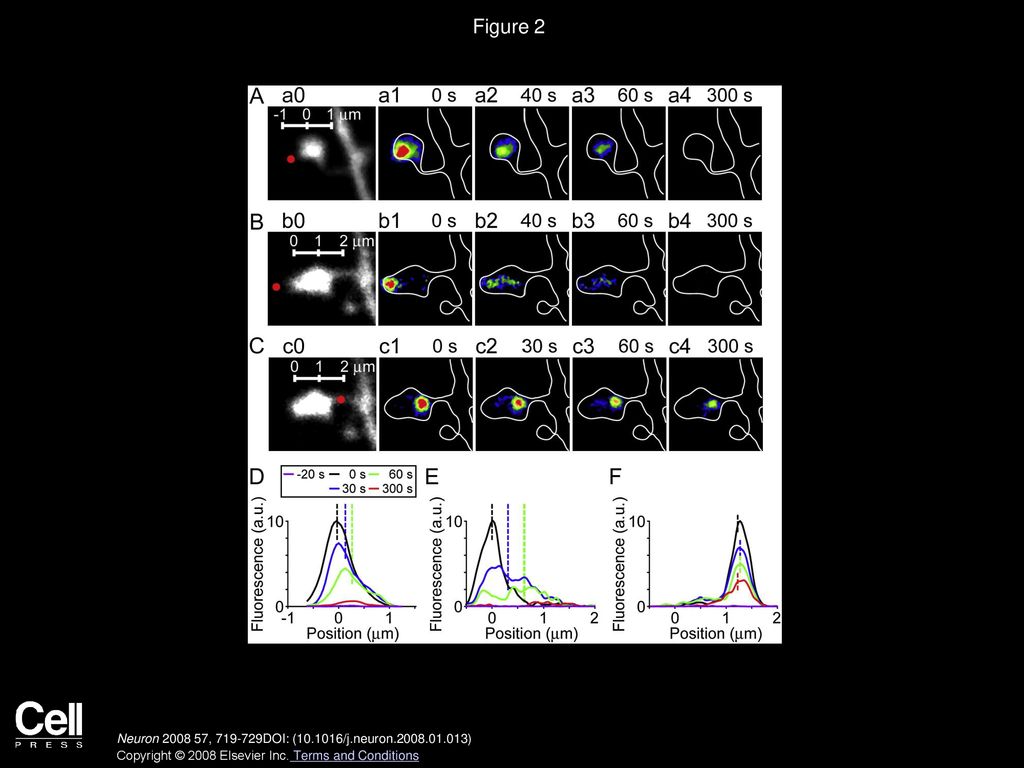 Figure 2 Direct Visualization of F-Actin Flow in Individual Spines with Point Photoactivation of PAGFP-Actin.