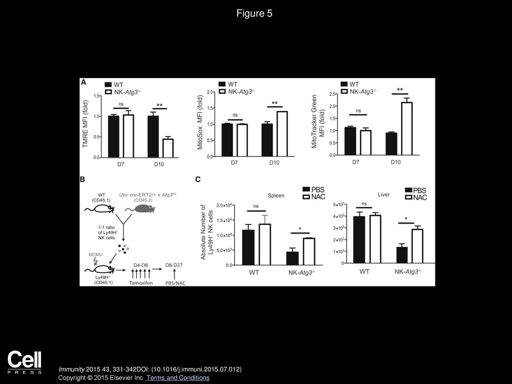 Figure 5 Atg3-Deficient NK Cells Display Increased Mitochondrial Depolarization and Production of ROS during Viral Infection.