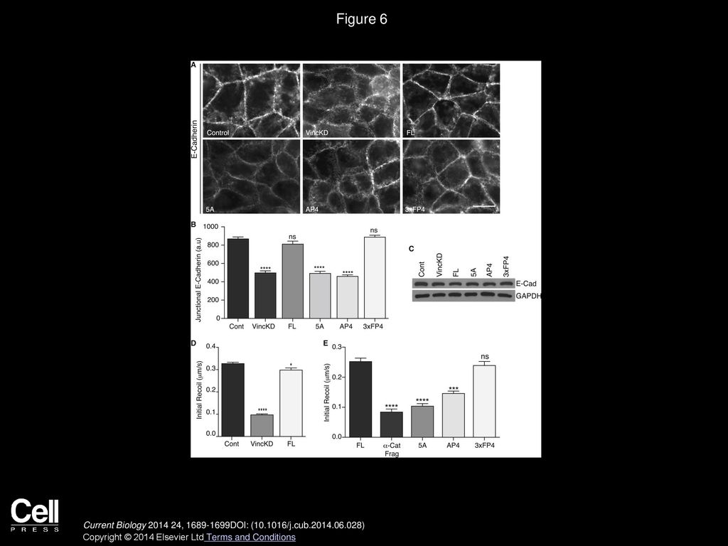 Figure 6 Tension-Sensitive Actin Assembly Is Necessary for ZA Integrity and Junctional Tension.