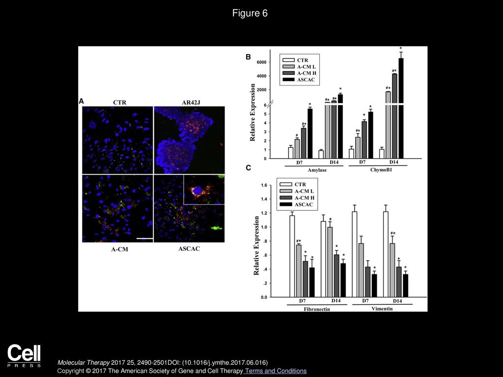 Figure 6 ASCs Differentiate into Amylase+ Cells In Vitro When Co-cultured with Acinar Cells or in Acinar Cell-Conditioned Medium.