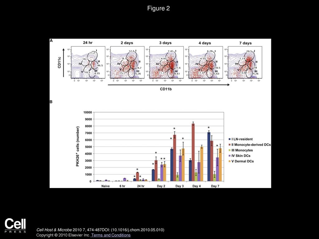 Figure 2 The Dynamic Distribution of Yeast Ag-Loaded Cells in the Draining LNs.