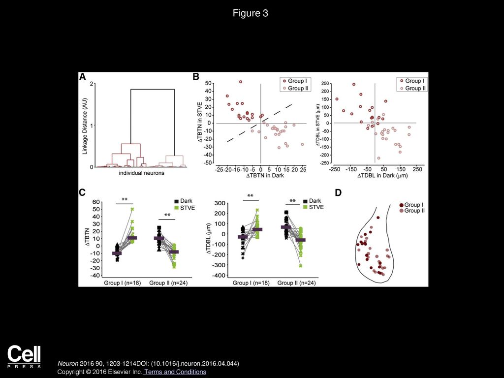 Figure 3 Cluster Analysis of Experience-Dependent Structural Changes Distinguishes Two Populations of Inhibitory Neurons.