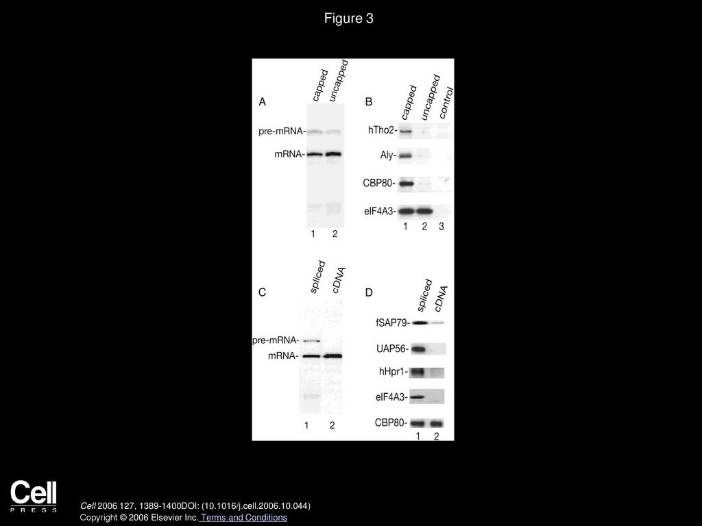 Figure 3 Recruitment of TREX to mRNA Is 5′ Cap and Splicing Dependent