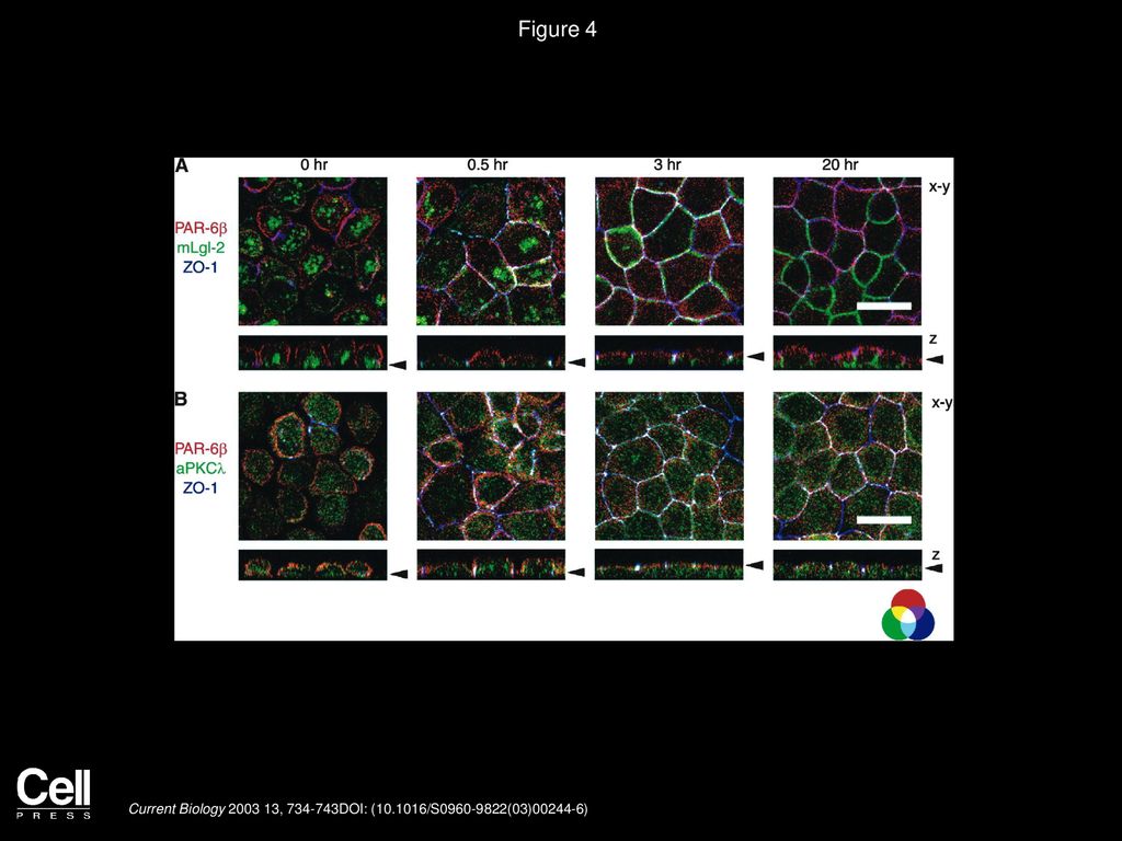 Figure 4 Codistribution of mLgl-2 with PAR-6β and aPKCλ at the Cell-Cell Contact Region of MDCK Cells during the Process of Polarization.