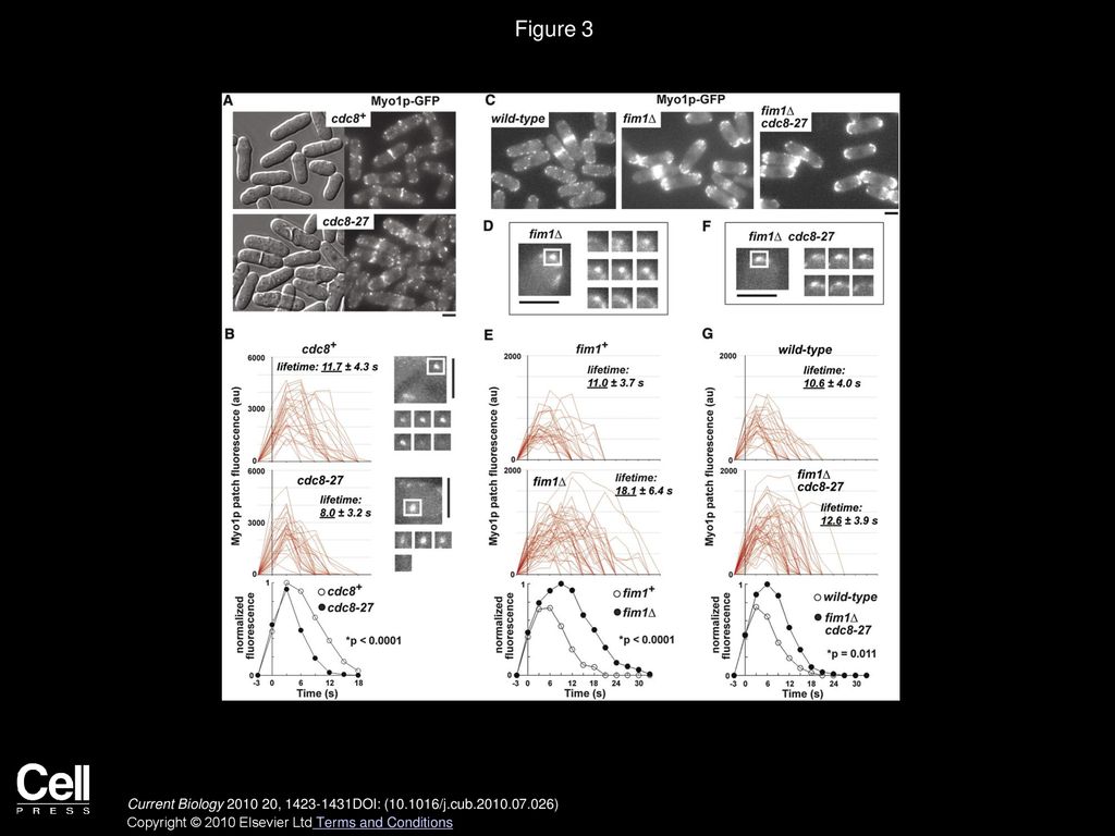 Figure 3 Tropomyosin and Fimbrin Have Contrasting Effects on Myo1p Patch Lifetimes.