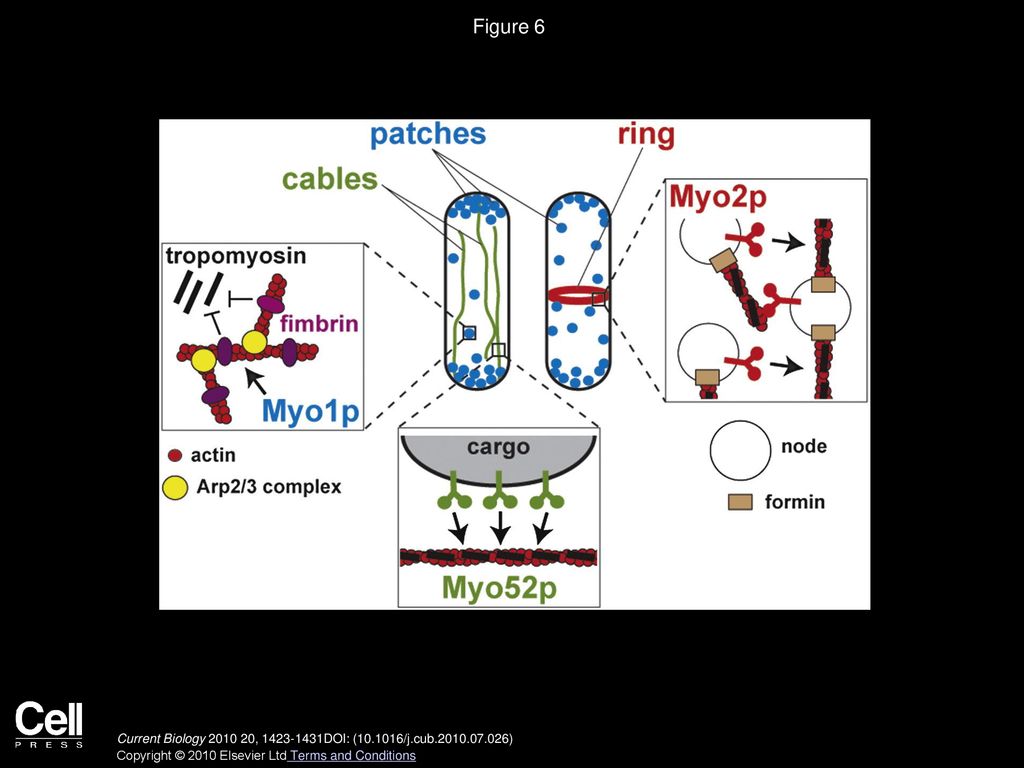 Figure 6 Schematic Model of Myosin Motor Regulation by Tropomyosin and Fimbrin at Fission Yeast Actin Structures.