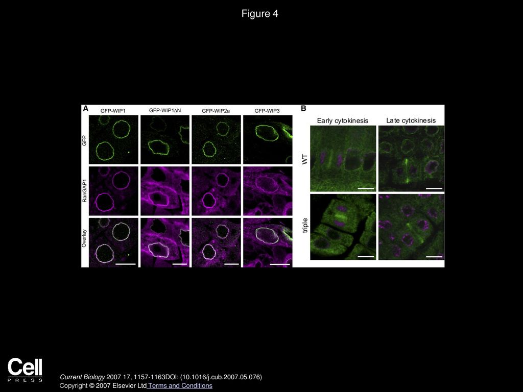 Figure 4 RanGAP Targeting to the NE, but Not the Cell Plate, Depends on the WIP Family.