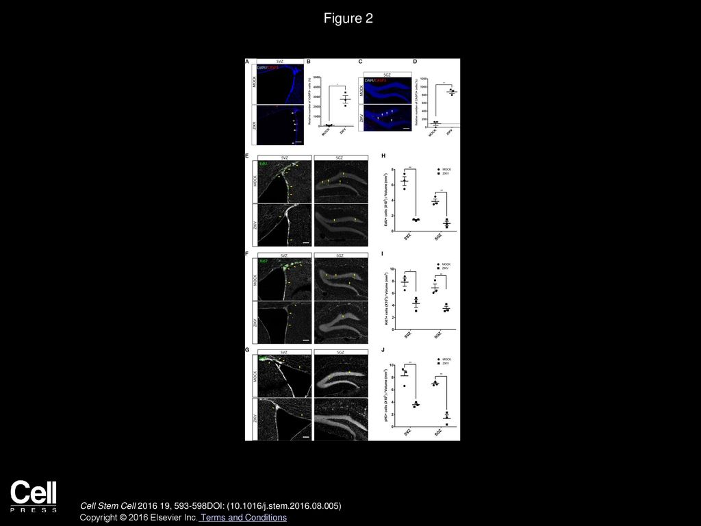 Figure 2 ZIKV-Infected Adult NPCs Undergo Cell Death and Show Reduced Proliferation.